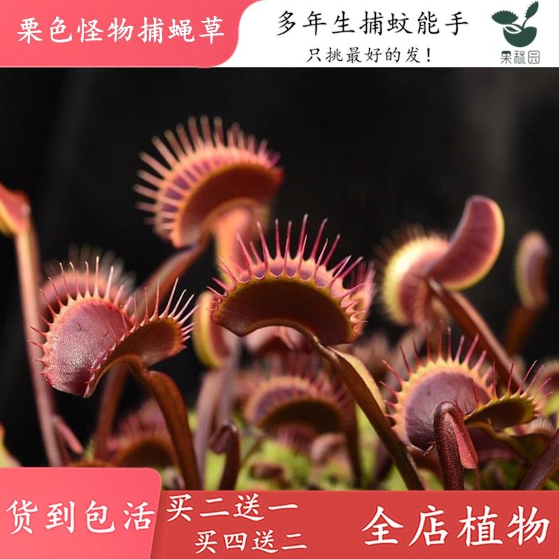 栗色怪物捕蝇草【食虫草食人花趣味驱蚊草捕蚊草食蚊草大捕虫草】