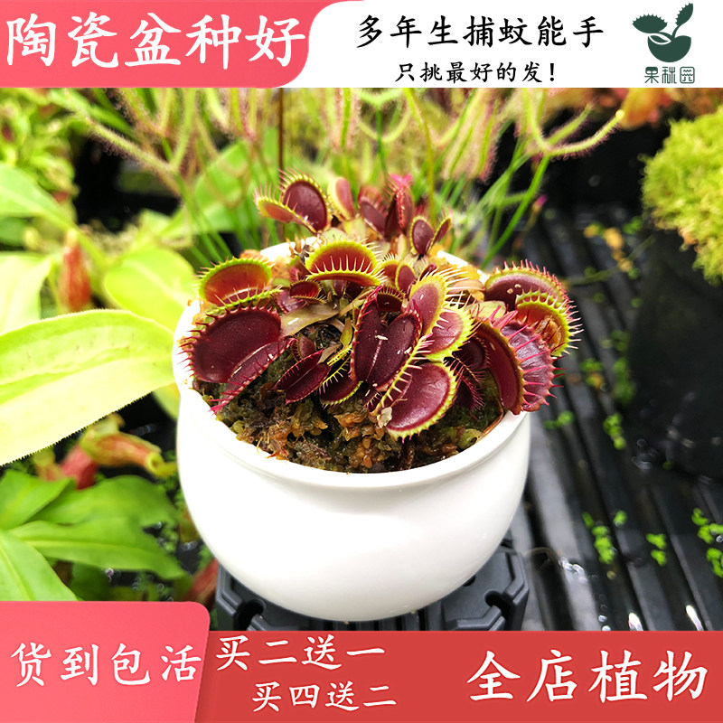 栗色怪物捕蝇草盆栽绿植盆栽食虫植物捕蚊草驱蚊草抓苍蝇蚊子飞虫