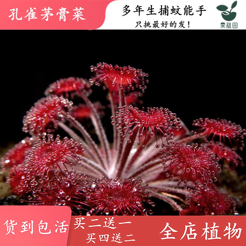 孔雀可爱景观植物界粘虫纸茅膏菜