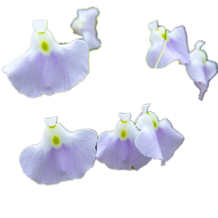 【利维达狸藻】食虫植物喜阴水生 鱼缸水陆造景 捕蚊子幼虫捕虫草