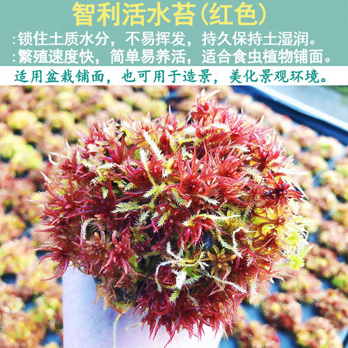 智利进口干水苔土陶瓷液体肥植物