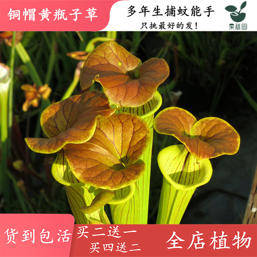 铜帽食虫造景观鱼缸直立捕虫草