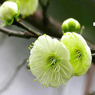 绿萼梅花树桩苗盆栽盆景大苗浓香型耐寒腊梅庭院阳台冬季观花植物