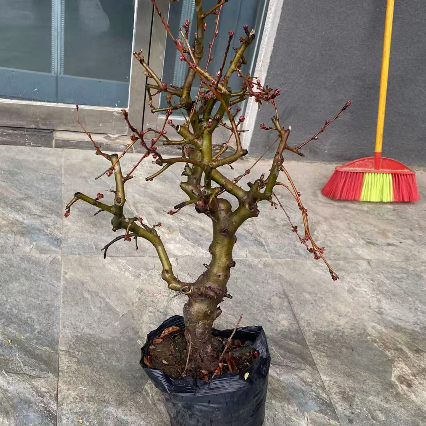 垂丝海棠花盆树苗盆栽庭院原盆发