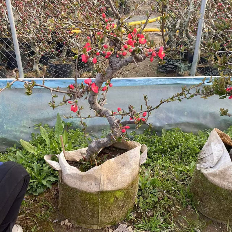 木瓜海棠树老桩盆景盆栽一物一拍当年开花原盆土发货耐寒花卉