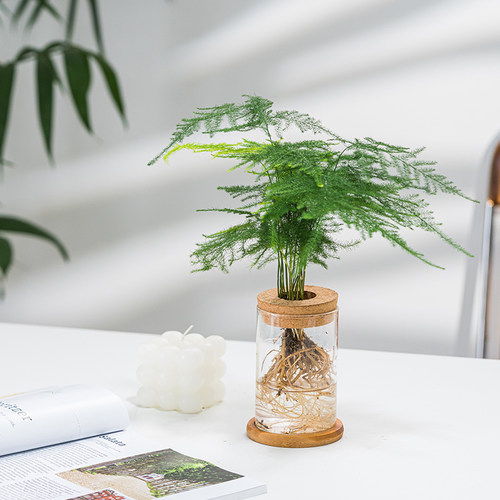水培植物水生文竹天堂鸟绿植盆栽