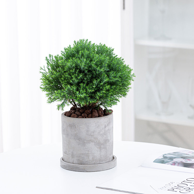 超级放轻松的雾松盆栽办公室小盆栽升职加薪盆栽植物花卉