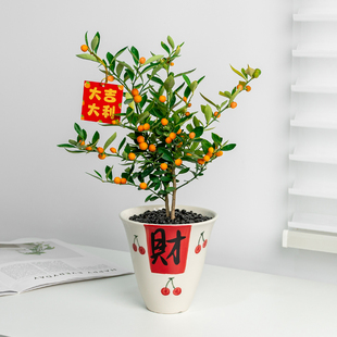 【大吉大利】金豆福豆盆栽年宵花带果办公室内绿植摆件桌面植物