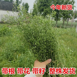 野生新鲜老荠菜带根带花带籽现挖现发地菜三月三煮鸡蛋月子荠菜