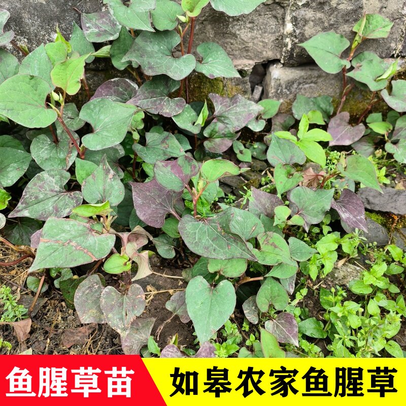 鱼腥草苗南通本地鱼腥草盆栽折耳根种子可做四季绿植盆栽地栽现挖