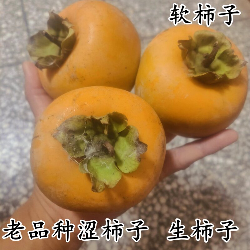 农村土柿子软柿子江苏农家涩柿子甜糯生柿子传统柿子原生态种植