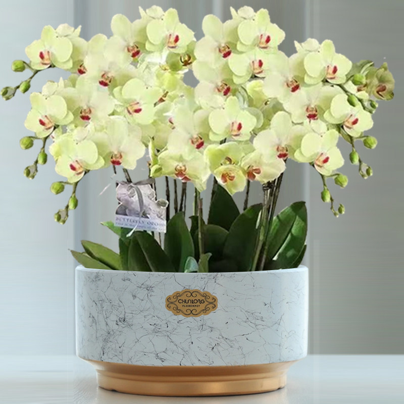 简约特大号大口径盆景盆栽特价清仓多肉绿植盆蝴蝶兰专用花盆陶瓷,鲜花速递/花卉仿真/绿植园艺,花盆,淘宝优惠券,粉丝福利购,淘宝优惠卷