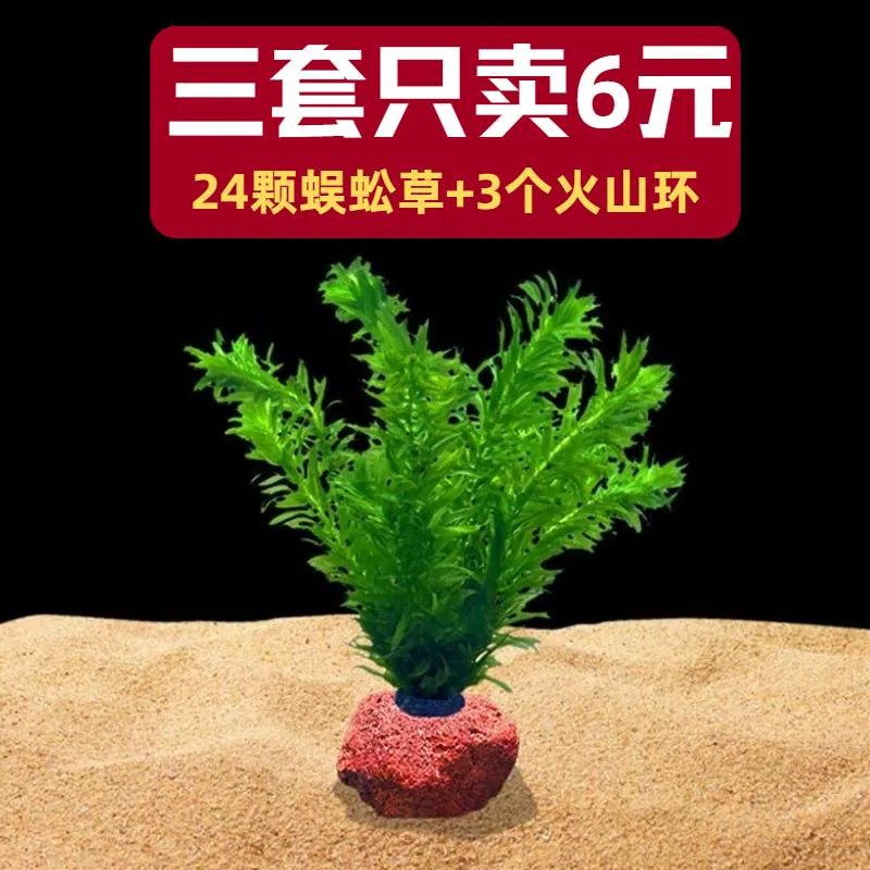 蜈蚣草水草植物鱼缸造景专用和鱼共养净化水质绿植懒人养鱼竹节草