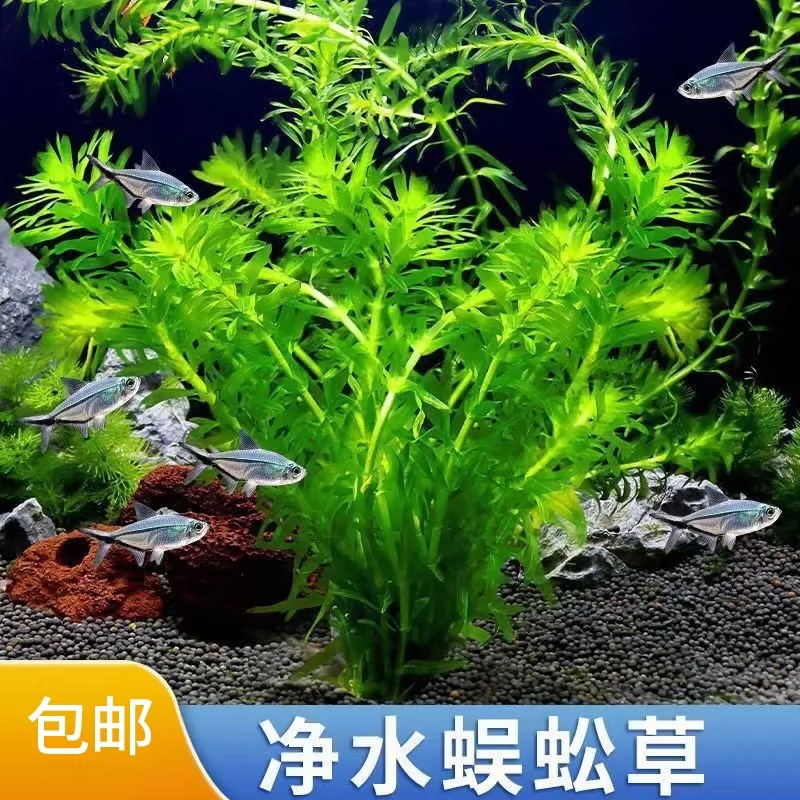 水草蜈蚣草鱼缸水草植物鱼缸造景水草懒人水草造景绿菊花鱼缸真草