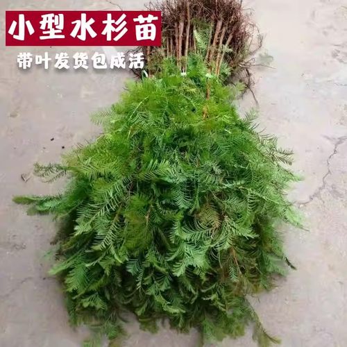 水杉水培绿植水草室内外溪流缸水杉盆栽鱼缸造景盆景鱼池水生植物