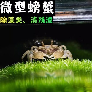 迷你辣椒蟹易养活体微景观淡水礼物观赏蟹可深水除藻清洁工小爬宠