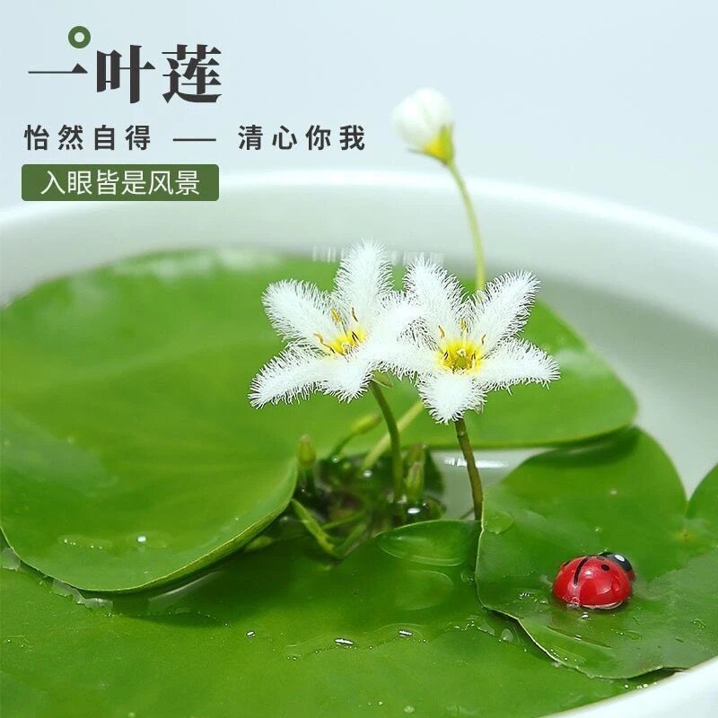 一叶莲碗莲水培植物室内水池常青花卉多年生净化水质水莲花