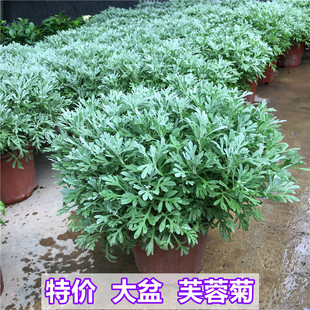 芙蓉菊老桩雪艾盆栽花苗玉芙蓉盆景中草药银叶菊绿植花卉阳台庭院