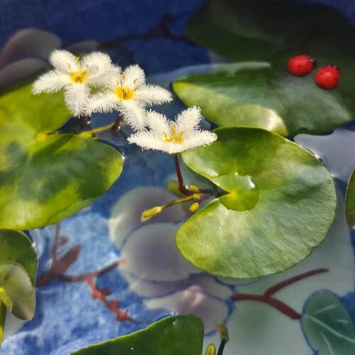 一叶莲浮萍一片莲水生植物心型睡碗莲水培鱼缸鱼池四季开花浮萍