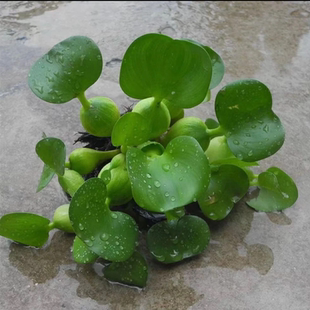 水葫芦水生植物浮萍水面生长凤尾莲种子苗池塘河道水库养鱼养虾净