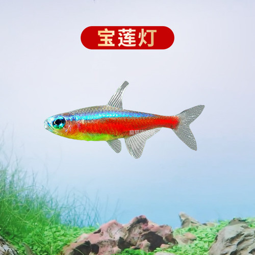 庭猫宝莲灯鱼热带鱼草缸群游