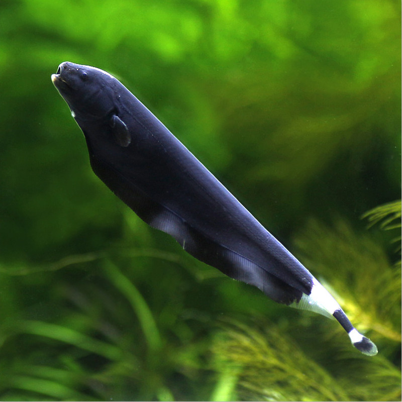 黑魔鬼刀鱼羽毛鱼热带鱼观赏鱼活体鱼宠物淡水鱼电鳗鱼包活渔场