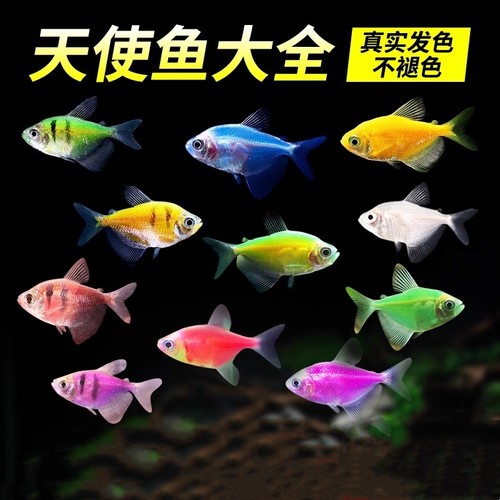 天使鱼热带鱼小型鱼活体鱼观赏鱼