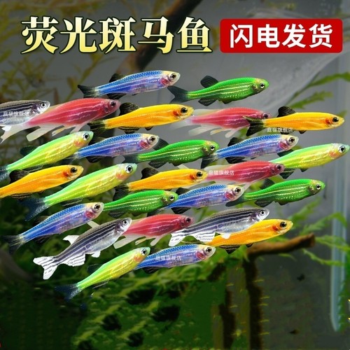 庭猫小型鱼热带鱼淡水鱼七彩斑马