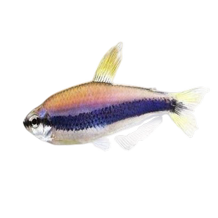 蓝国王灯鱼闪电蓝凯瑞电光dy黄/蓝黑帝王灯热带鱼小型观赏鱼活鱼