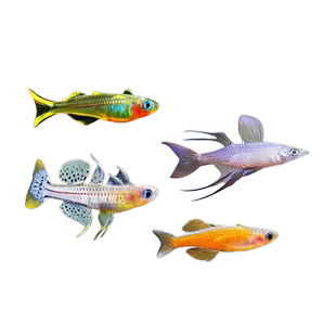 霓虹燕子鱼阿鲁珍珠燕子橘红燕子美人热带观赏鱼活体小型淡水活鱼