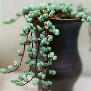 碧玉莲开花多肉植物群生垂钓绿植易爆盆多肉阳台吊兰花卉盆栽