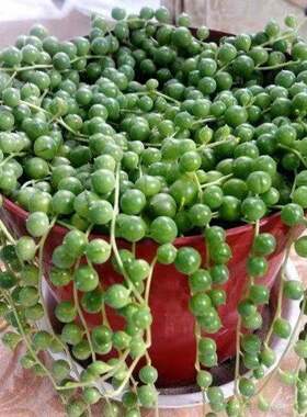 情人泪多肉珍珠吊兰 翡翠珠垂吊型多肉植物佛珠紫玄月