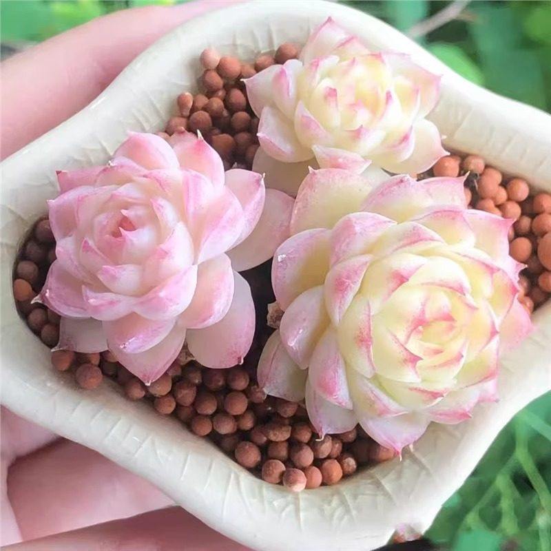 红女王多肉植物天鹅绒韩版贵女王麦秆多肉植物室内防辐射新手易活,鲜花速递/花卉仿真/绿植园艺,多肉植物,淘宝优惠券,粉丝福利购,淘宝优惠卷