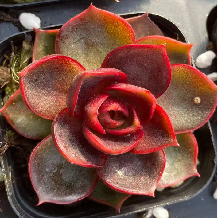 红灯多肉植物全红颜色多肉红灯趣味盆栽阳台好养绿植花卉,鲜花速递/花卉仿真/绿植园艺,多肉植物,淘宝优惠券,粉丝福利购,淘宝优惠卷