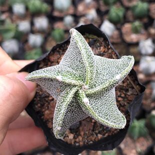 三角形四角五角星鸾凤玉 银砂琉璃 多肉植物实生仙人球办公室盆栽