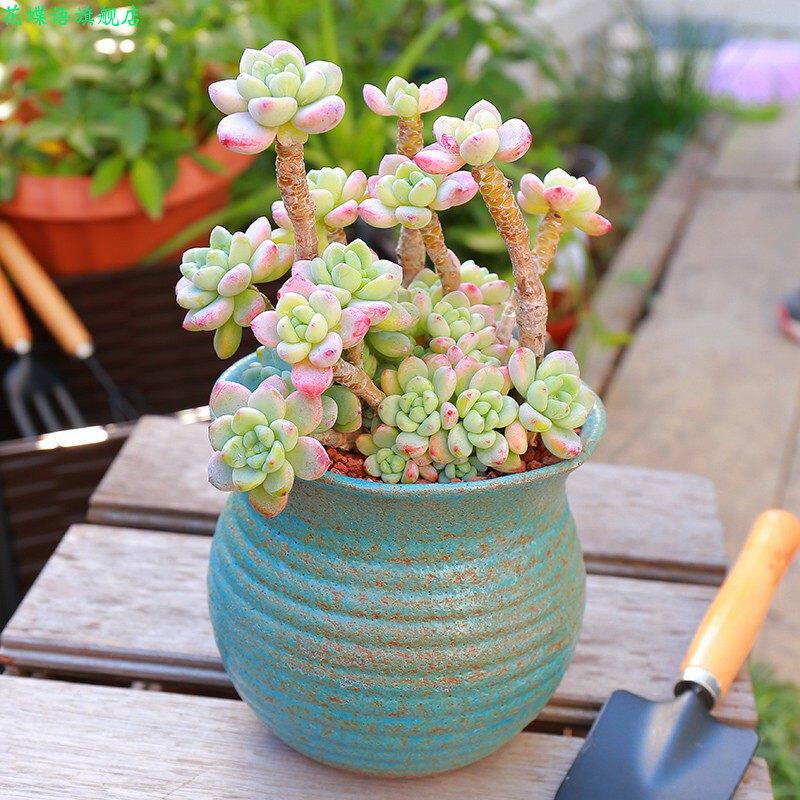 奇趣植物劳尔多肉植物整体大颗多肉植物老桩淡香味群生花卉小盆栽