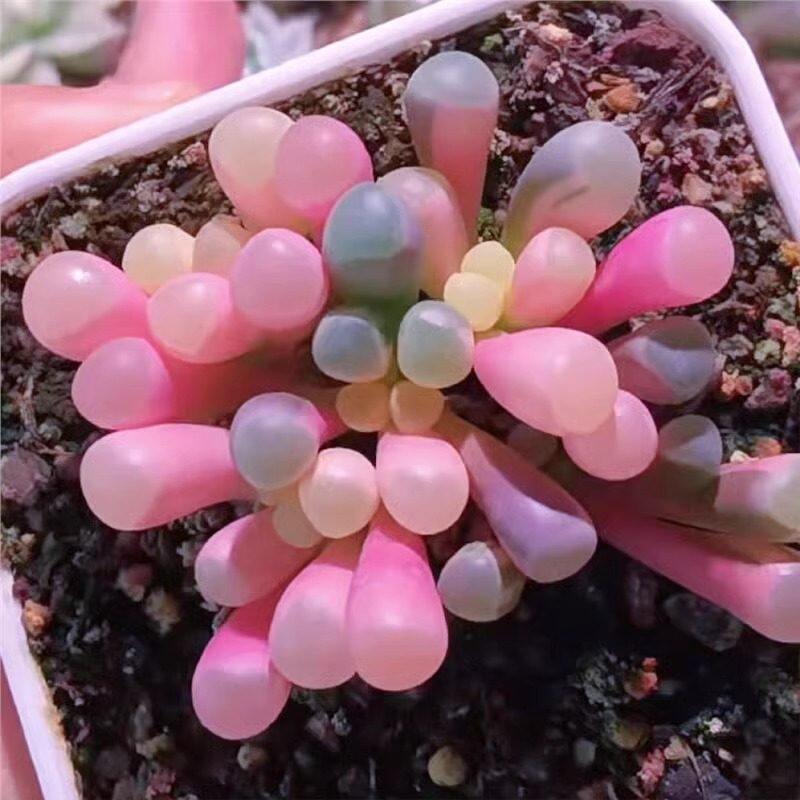 五十铃玉锦彩色粉稀有品种精品贵货办公桌多肉植物美观盆栽图片