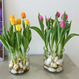 創(chuàng)意水培玻璃花瓶圓筒水養(yǎng)郁金香白掌綠蘿植物插花瓶魚(yú)缸裝 飾擺件