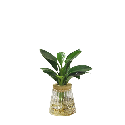 水养盆栽绿公主金钻鸭脚木室内植物花卉绿植水培桌面盆景化空气