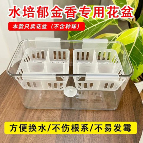 透明长方形塑料花盆水培郁金香种球专用含定植篮好养方便换水 - 封面