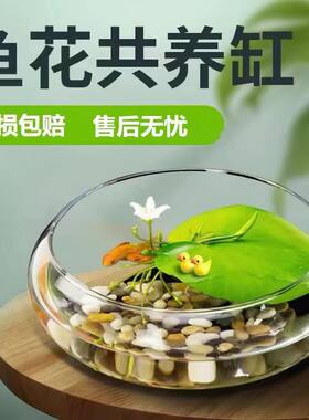 玻璃花瓶碗莲铜钱草水仙花盆水培花卉绿植水培客厅桌面阳台摆件