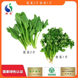 燎原蔬菜叶菜组合菠菜2斤香菜1斤本地新鲜当季现摘组合菜火锅绿叶