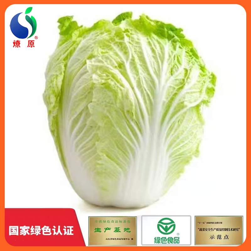 燎原山东大白菜新鲜产地直销孕妇宝宝食用绿色蔬菜 3斤包邮