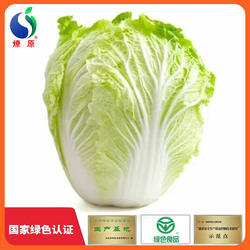 燎原山东大白菜新鲜产地直销孕妇宝宝食用绿色蔬菜 3斤包邮
