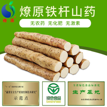 燎原铁棍铁杆 淮山药 绿色新鲜蔬菜 孕妇宝宝健康辅食5斤顺丰包邮