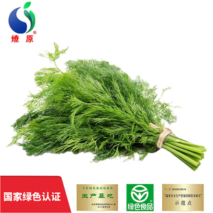 燎原新鲜茴香苗2斤应季 蔬菜现割鲜嫩香料蔬菜小茴香苗绿色食品