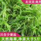 龙须菜海藻极少盐净重20斤源产地直发商家专用新鲜海草火锅麻辣烫