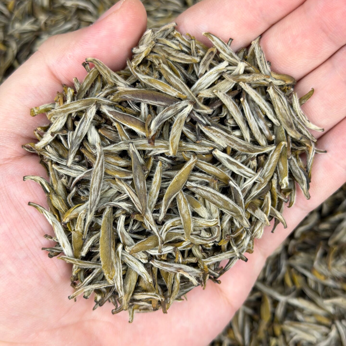 （九窨茉莉针王）2026年福鼎头采银针茶胚薄荷凉茉莉花茶50克罐装