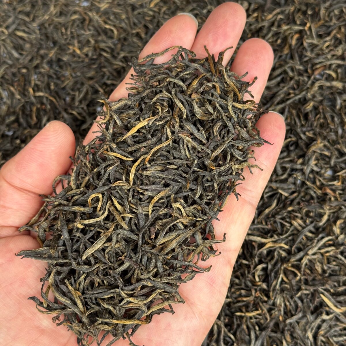 武夷山梅占金骏眉2026新茶花香型