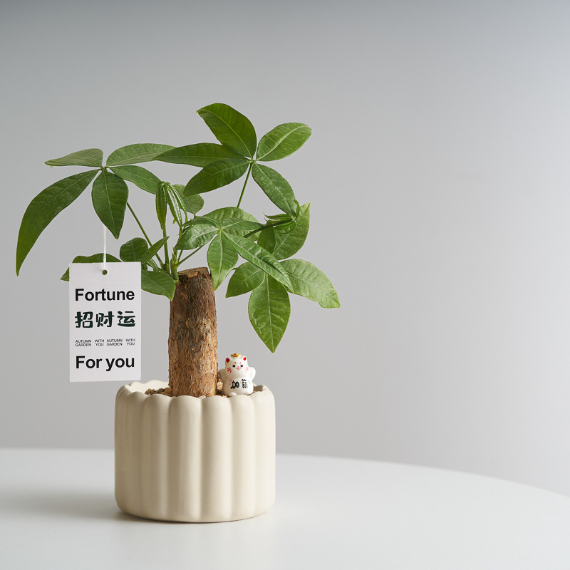 发财树创意客厅办公室内盆栽绿植摆件懒人好养植物花卉趣味桌面